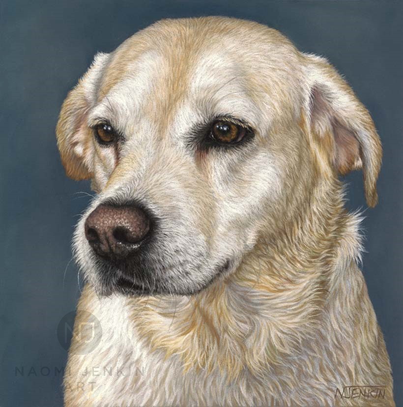 Portrait of Kistler the golden Labrador hand drawn by Naomi Jenkin Art.