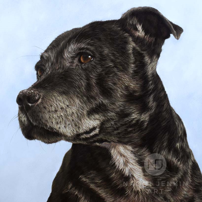 Staffy dog portrait by pet portrait artist Naomi Jenkin. 