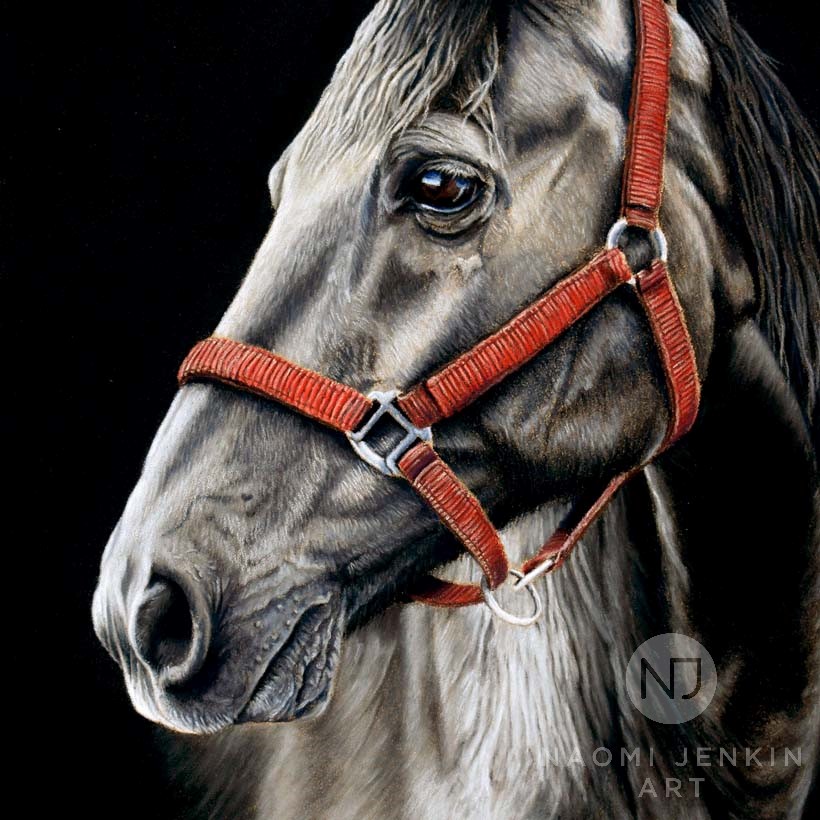 Horse portrait by Naomi Jenkin Art. 