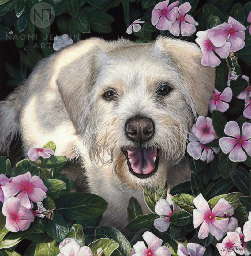 Dog portrait of Lattie the terrier by Naomi Jenkin Art. 