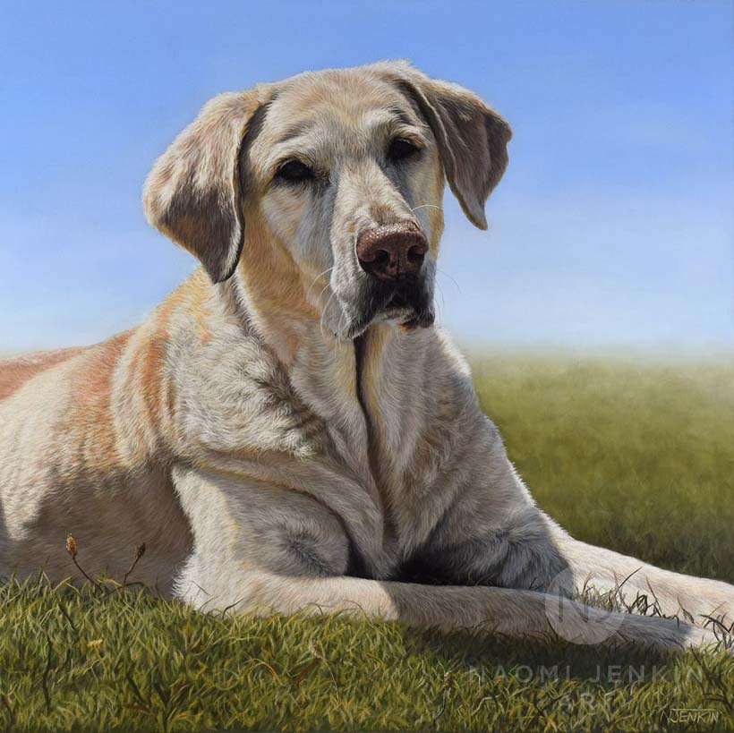Yellow Labrador portrait by dog portrait artist Naomi Jenkin. 