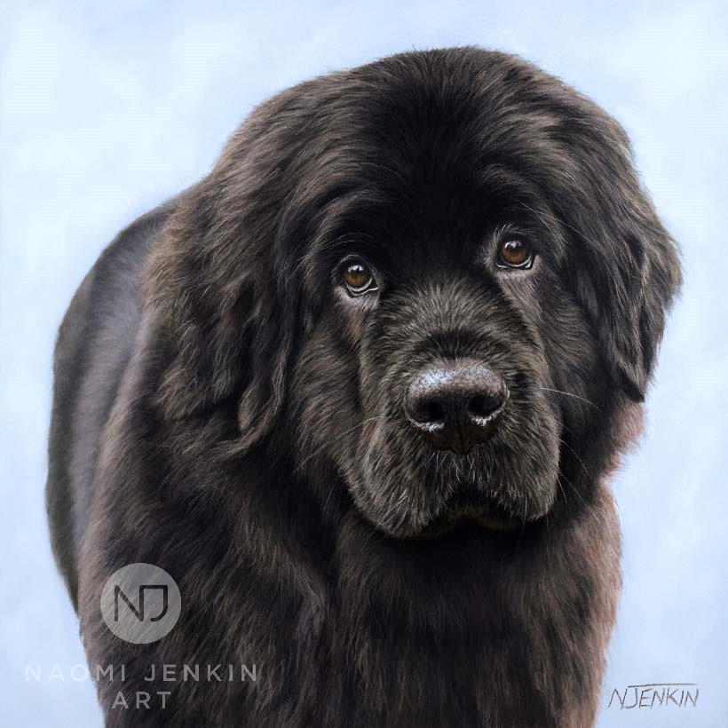 Newfoundland dog portrait by pet portrait artist Naomi Jenkin Art. 