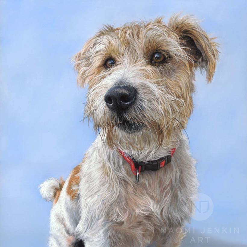 Parson Russell terrier portrait by dog portrait artist Naomi Jenkin. 