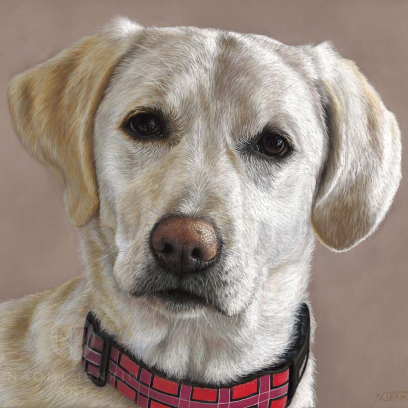 Yellow labrador portrait by dog portrait artist Naomi Jenkin. 