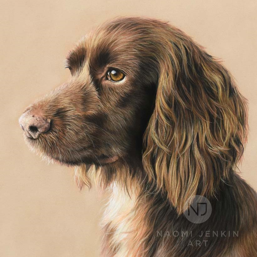 Cocker Spaniel pet portrait by Naomi Jenkin Art. 