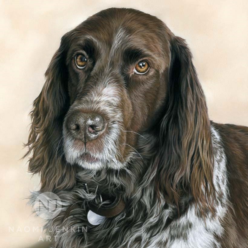 German Munsterlander dog portrait by UK pet artist Naomi Jenkin.