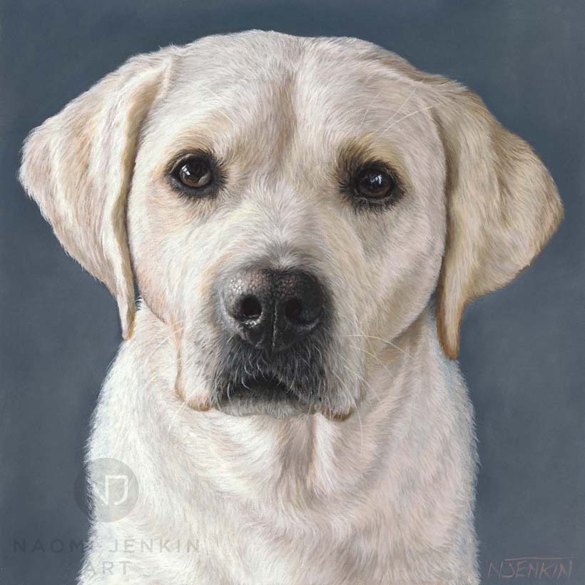Yellow Labrador portrait by pet portrait artist Naomi Jenkin. 