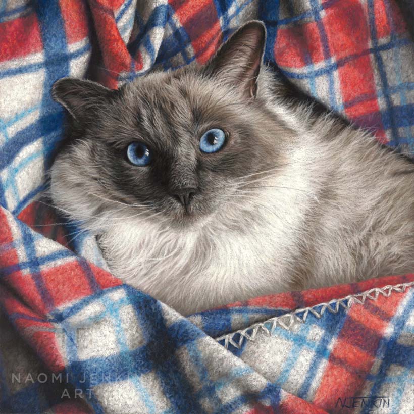 Cat portrait by Naomi Jenkin Art. 