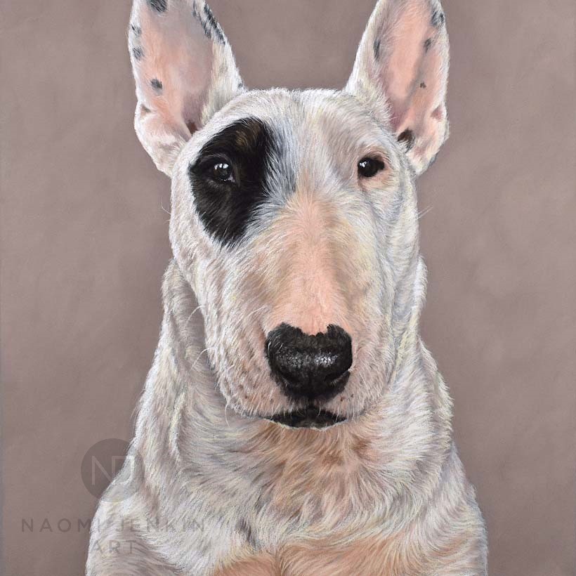 English Bull Terrier pet portrait by Naomi Jenkin Art.