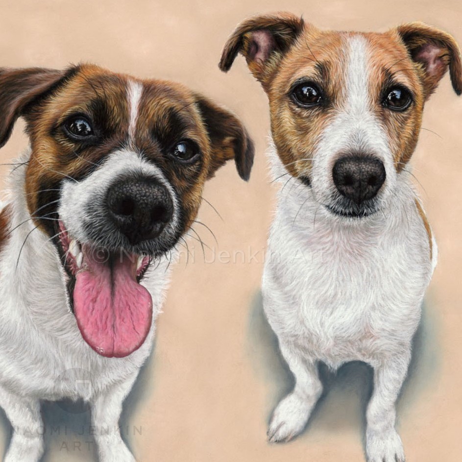Jack Russell terrier portrait by dog portrait artist Naomi Jenkin. 