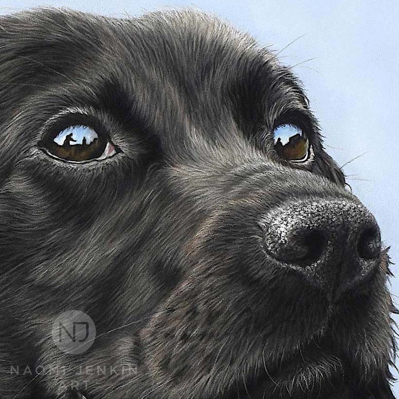 Close up photo of Cocker Spaniel portrait hand drawn by Naomi Jenkin Art. 
