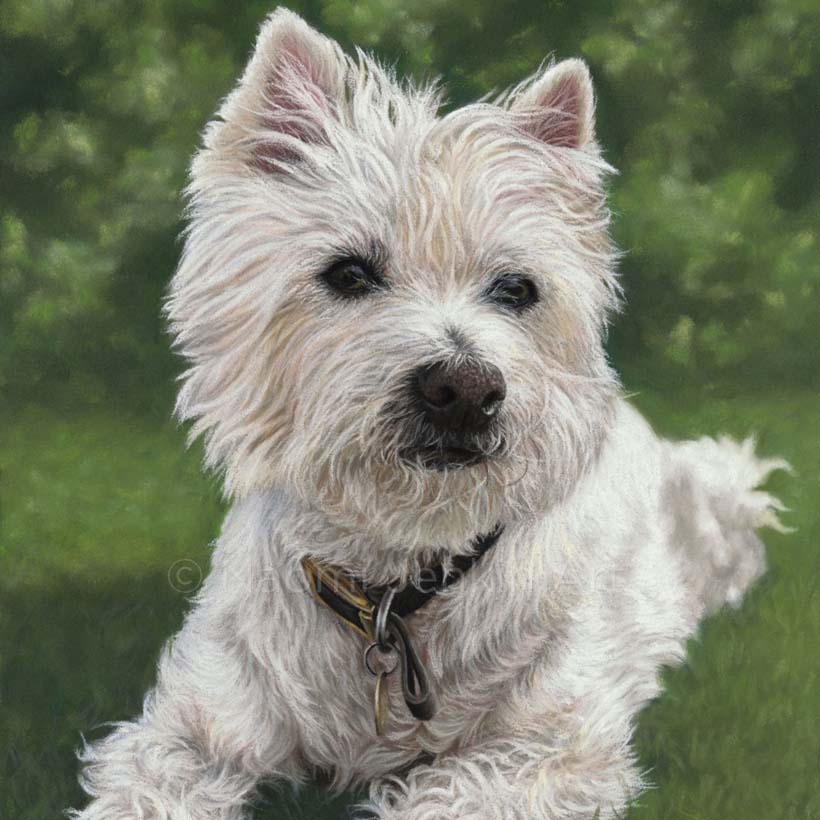 Dog portrait of a west highland terrier by Naomi Jenkin Art. 