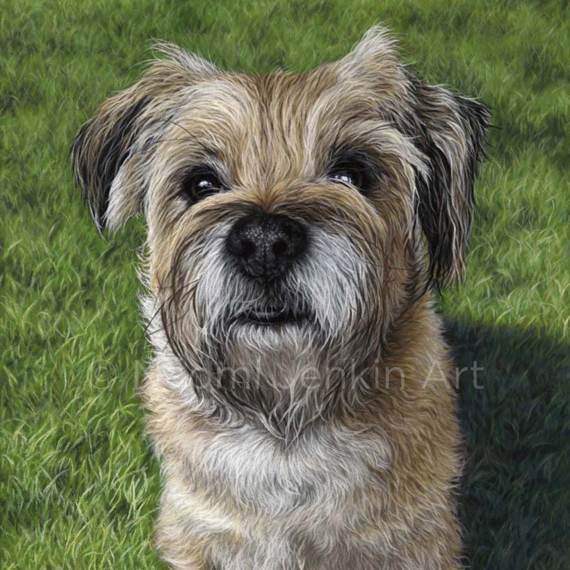 Dog portrait of a border terrier by Naomi Jenkin Art. 