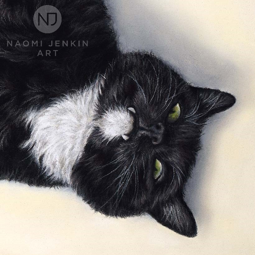 Pet portrait of black and white cat by Naomi Jenkin Art. 