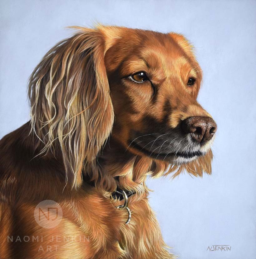 Cocker Spaniel pet portrait hand drawn by Naomi Jenkin Art. 