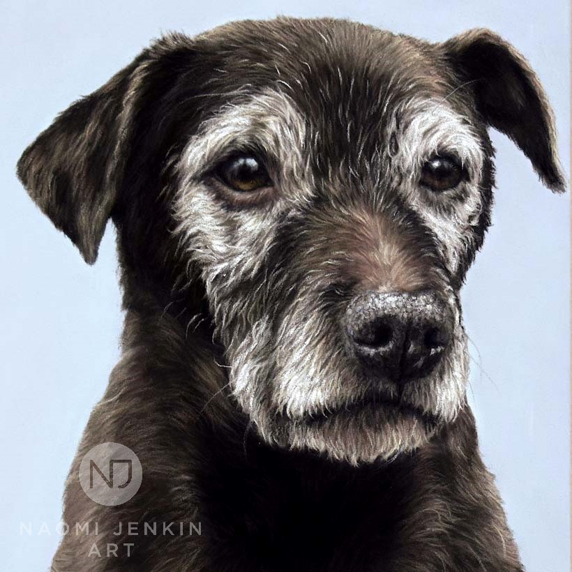 Terrier pet portrait by UK artist Naomi Jenkin. 