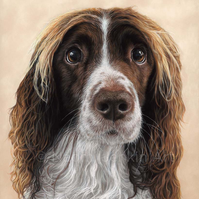 Dog portrait of an English Springer Spaniel by Naomi Jenkin Art. 