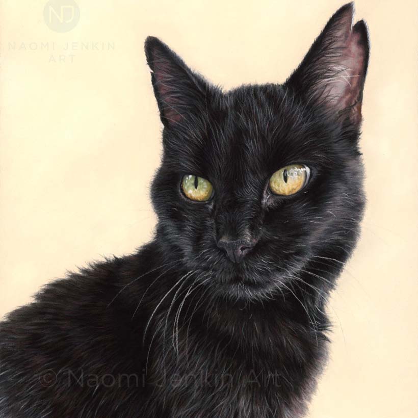 Cat portrait of a black cat drawn in pastels by pet portrait artist Naomi Jenkin Art.