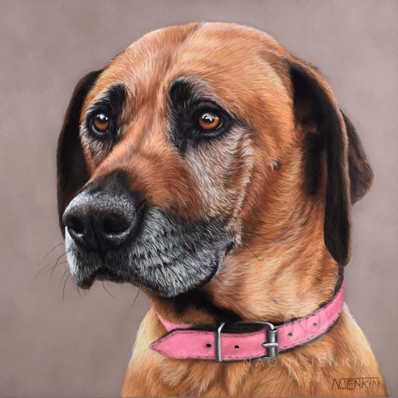 Rhodesian Ridgeback dog portrait by UK pet portrait artist Naomi Jenkin. 