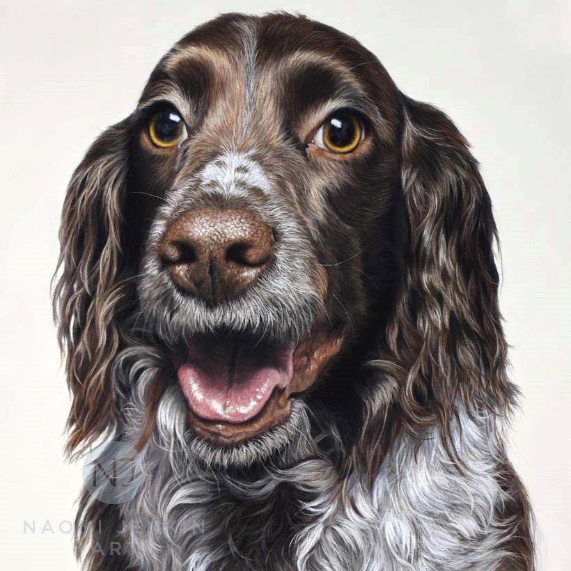 Springer spaniel portrait by Naomi Jenkin Art. 