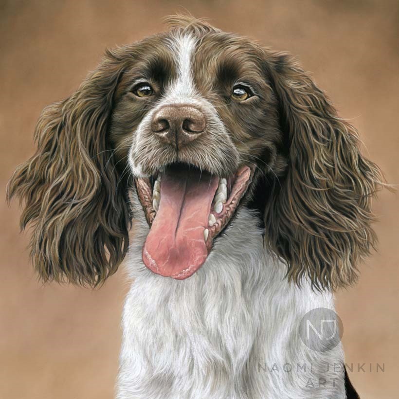 English Springer Spaniel portrait by Naomi Jenkin Art. 