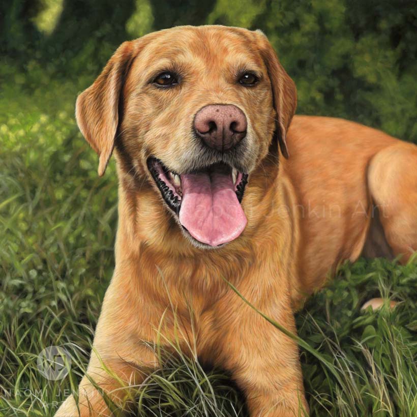 Dog portrait of a Mylo the fox red Labrador lying in the grass by Naomi Jenkin Art.