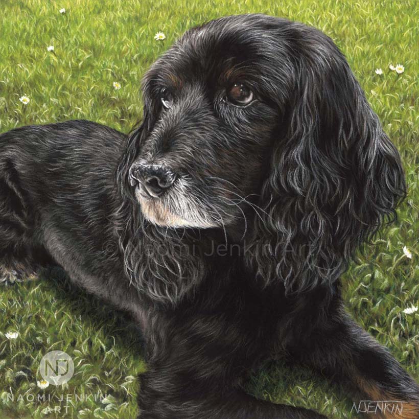 Dog portrait of Nala the working cocker spaniel by Naomi Jenkin Art