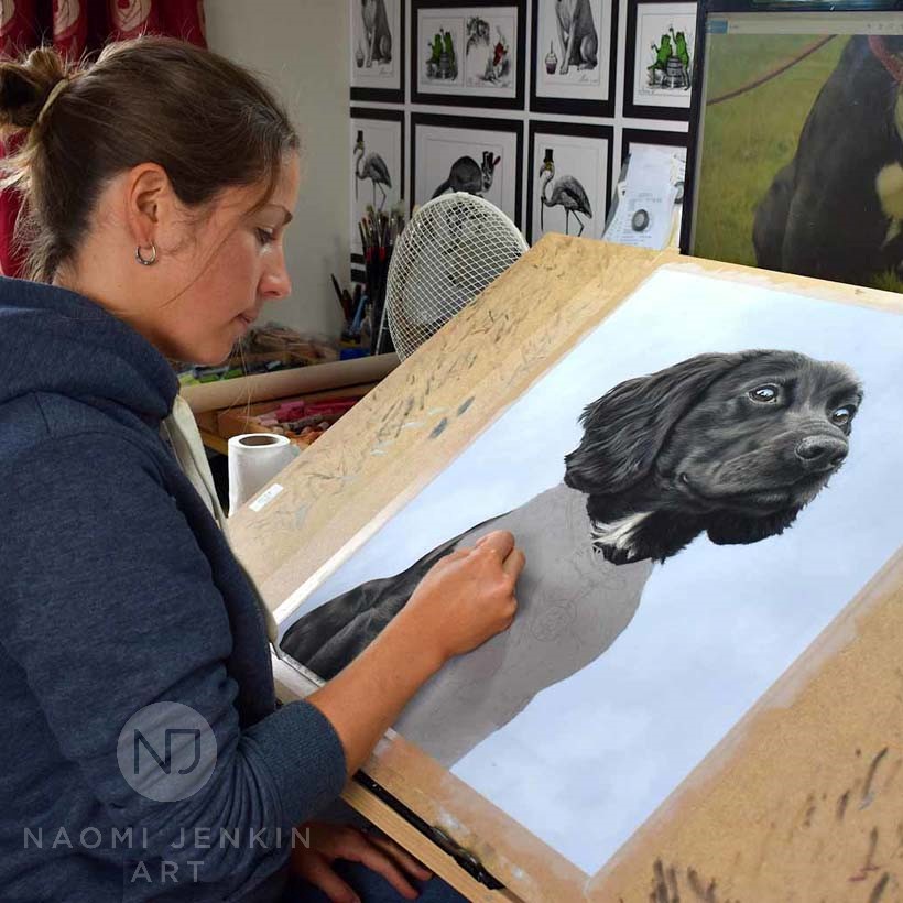 Naomi Jenkin drawing Cocker Spaniel portrait in pastels. 