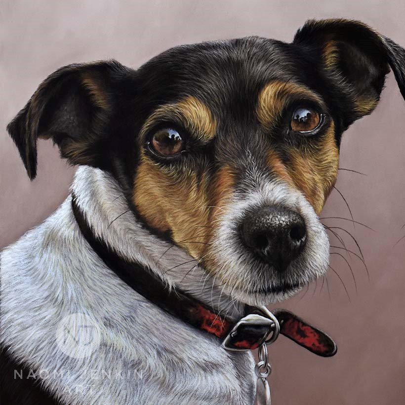 Jack Russell portrait by dog portrait artist Naomi Jenkin. 