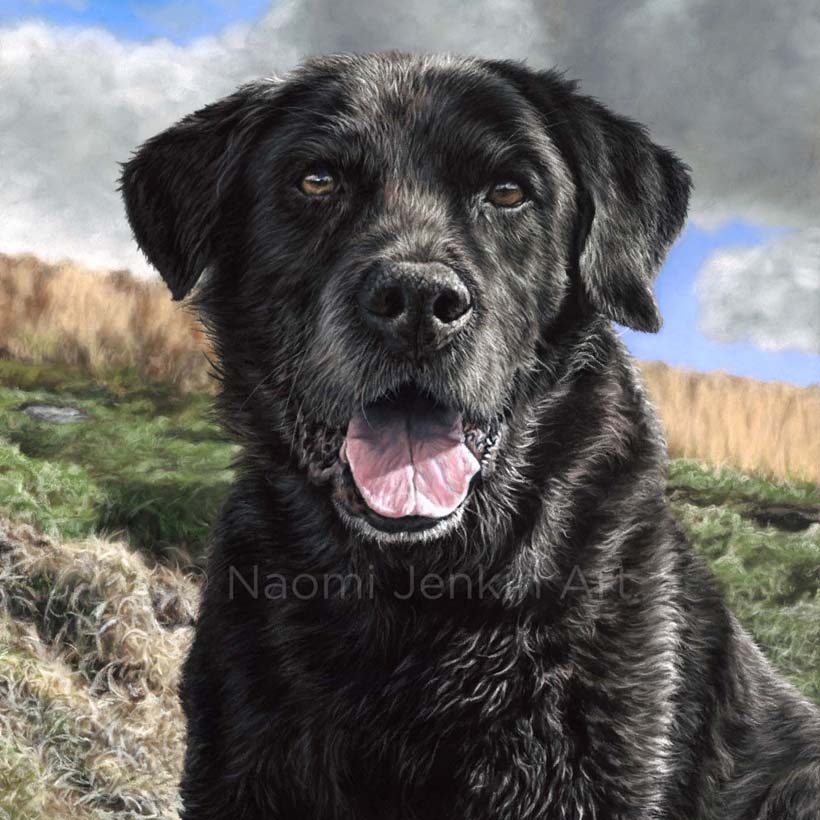 Pastel portrait of Paddy the black Labrador by Naomi Jenkin Art.