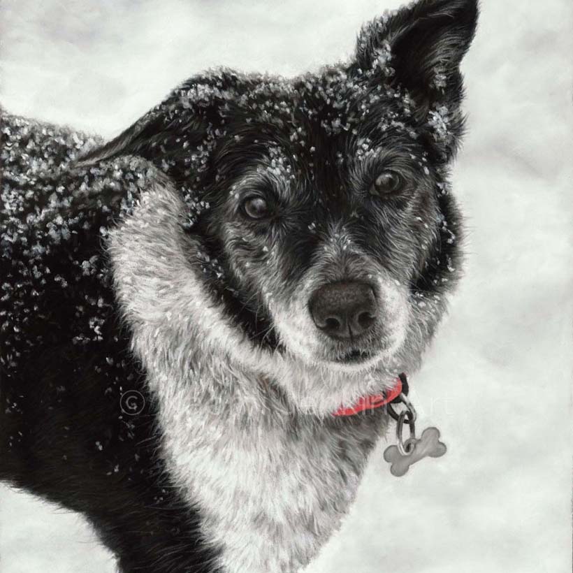 Dog portrait of a border collie in the snow by Naomi Jenkin Art. 