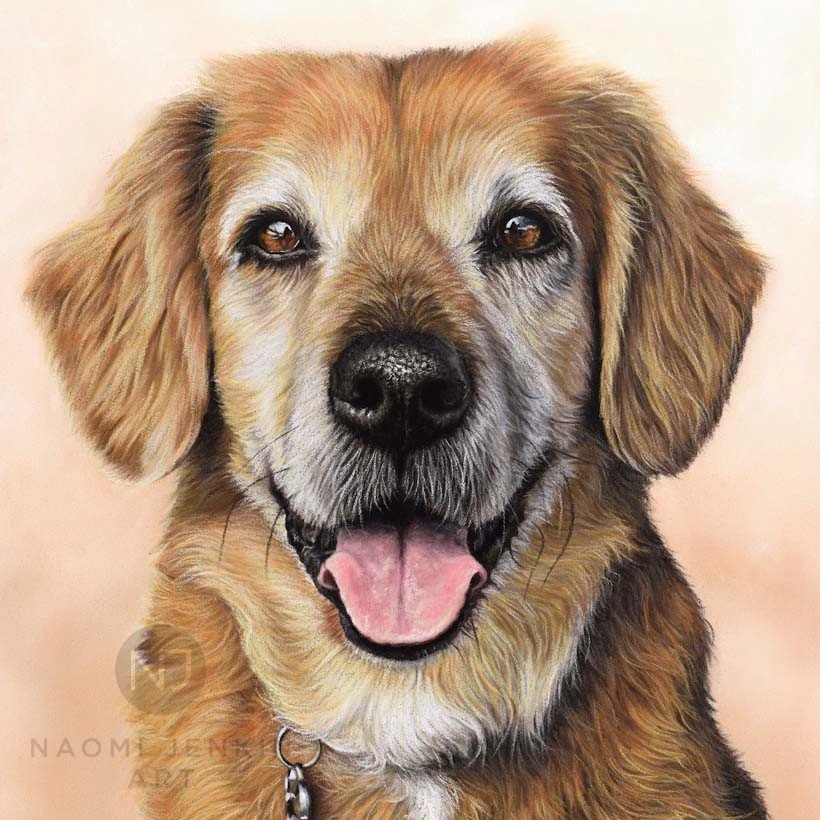 Golden Retriever pet portrait by Naomi Jenkin Art. 