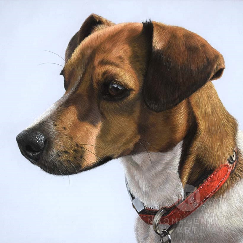 Jack Russell dog portrait by Naomi Jenkin Art. 