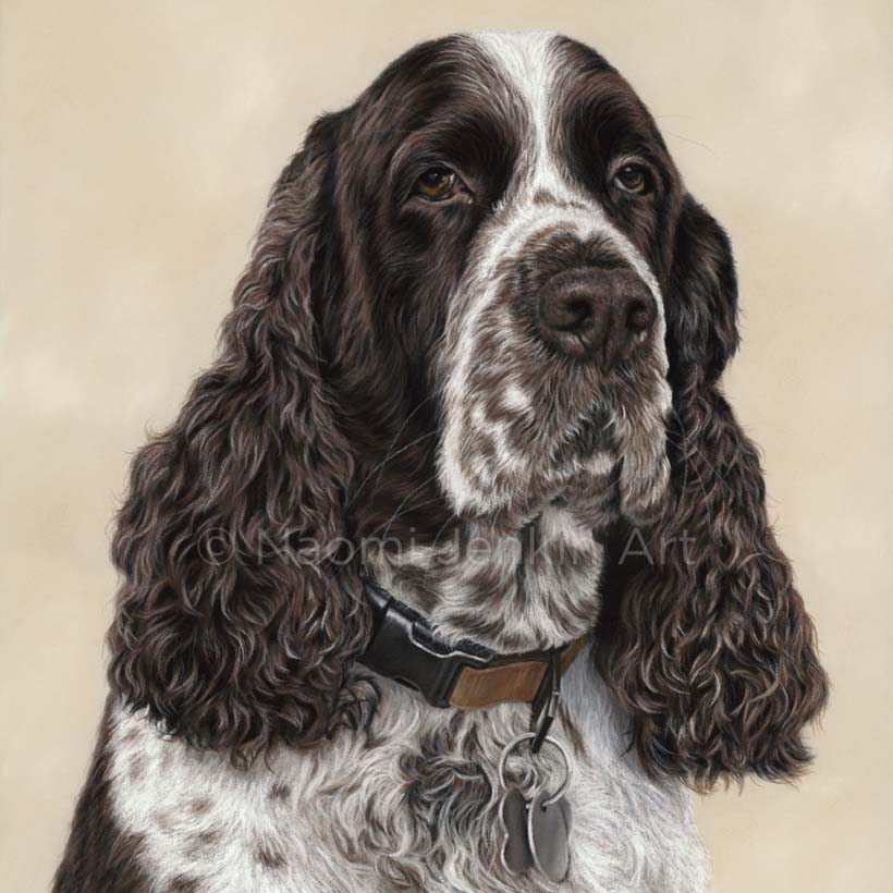 Dog portrait of an English Springer Spaniel by Naomi Jenkin Art. 