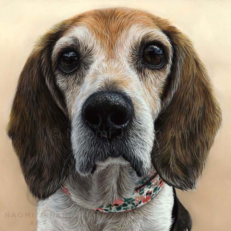 Beagle portrait by dog portrait artist Naomi Jenkin. 