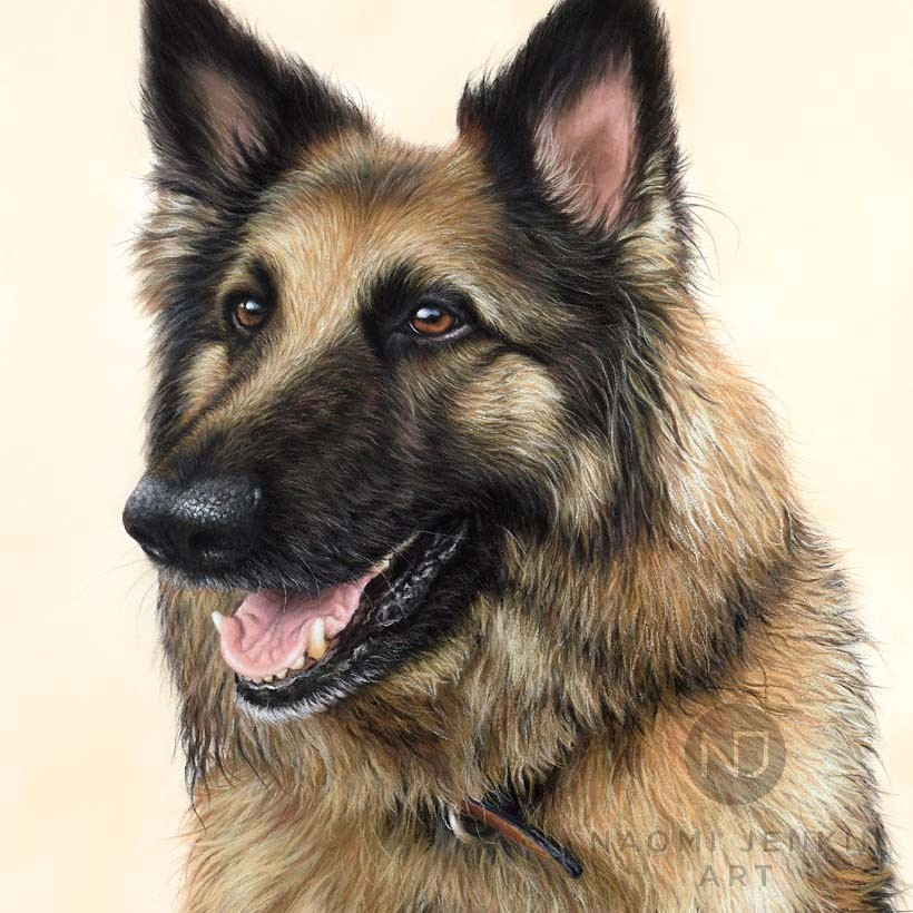 German Shepherd pet portrait by Naomi Jenkin Art. 
