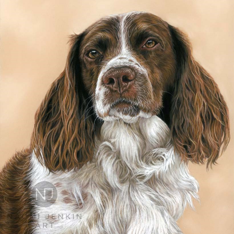 Springer Spaniel pet portrait by Naomi Jenkin Art. 