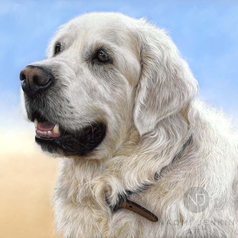 Portrait of golden Retriever Riley by Naomi Jenkin Art. 