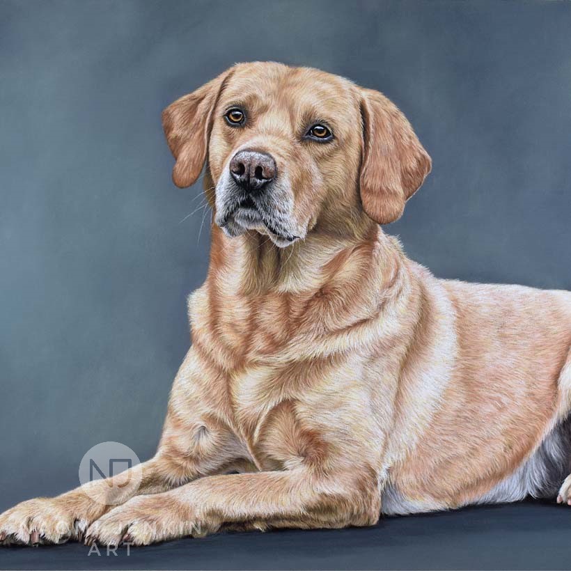Portrait of River the golden Labrador by Naomi Jenkin Art.