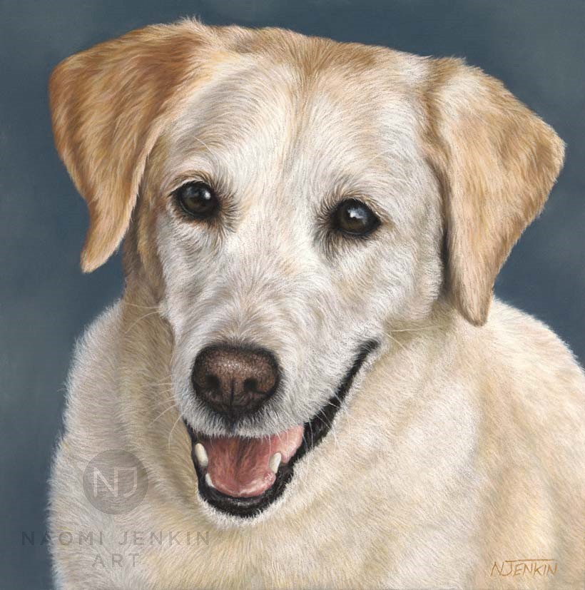 Yellow Labrador pet portrait by Naomi Jenkin Art. 
