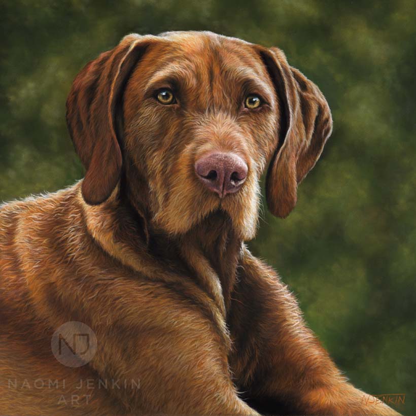 Hungarian vizsla pet portrait by Naomi Jenkin Art. 