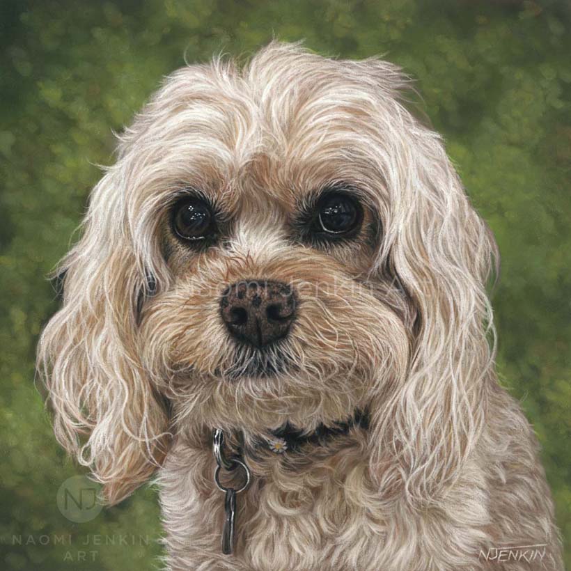 Dog portrait of a Cavapoo by Naomi Jenkin Art. 