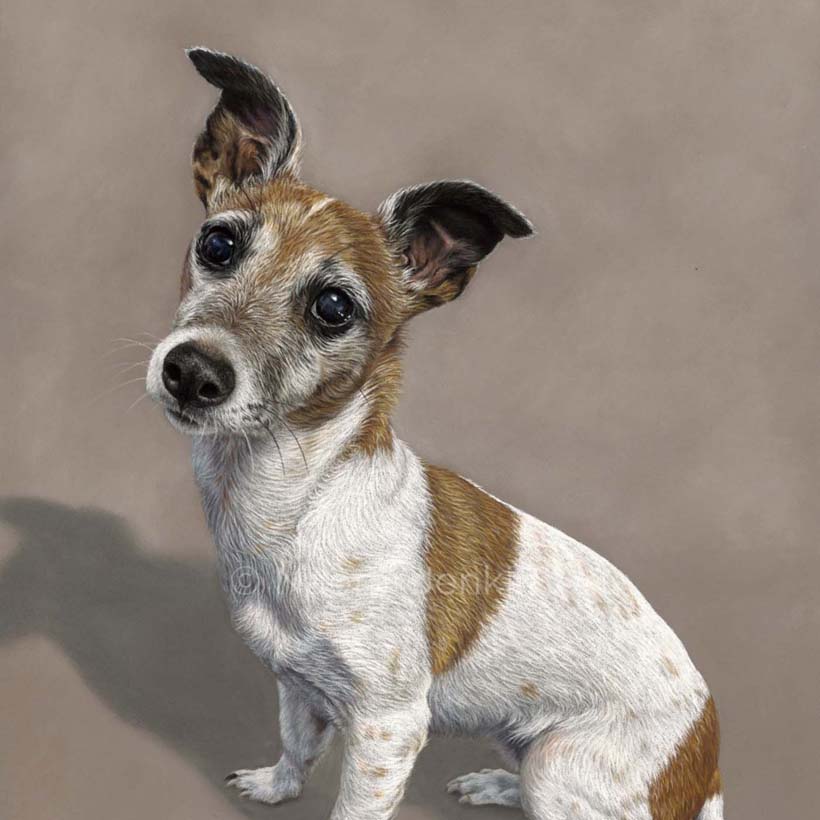 Dog portrait of a Jack Russell Terrier by Naomi Jenkin Art. 