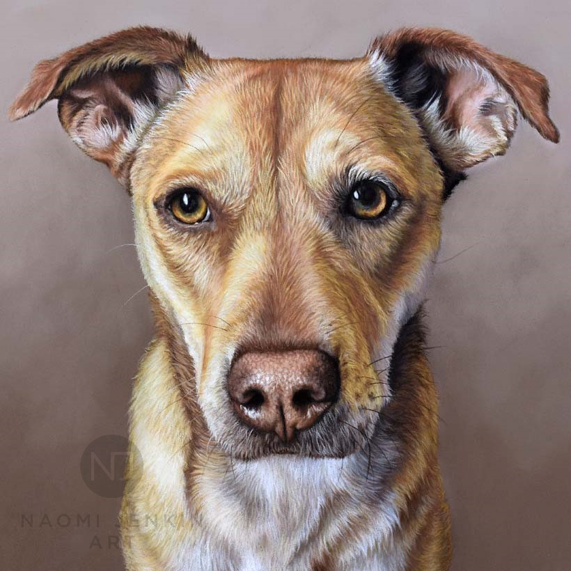 Dog portrait in pastels by pet portrait artist Naomi Jenkin.