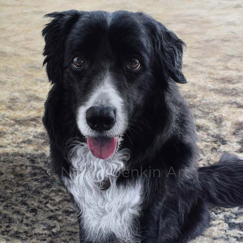 Dog portrait of a Border Collie sitting on the sand by Naomi Jenkin Art. 