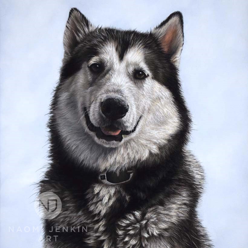 Alaskan Malamute dog portrait by Naomi Jenkin Art. 