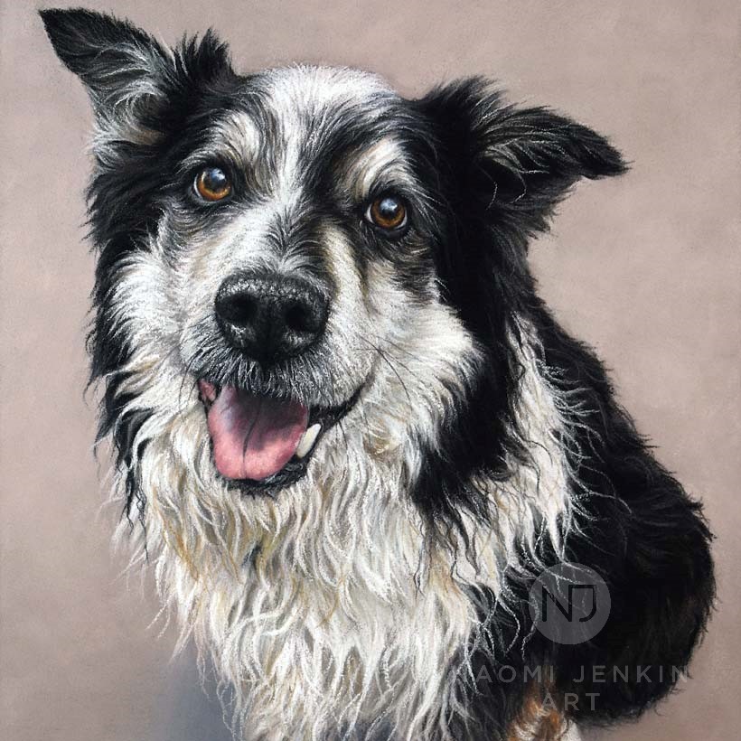 Border Collie pet portrait by UK artist Naomi Jenkin. 