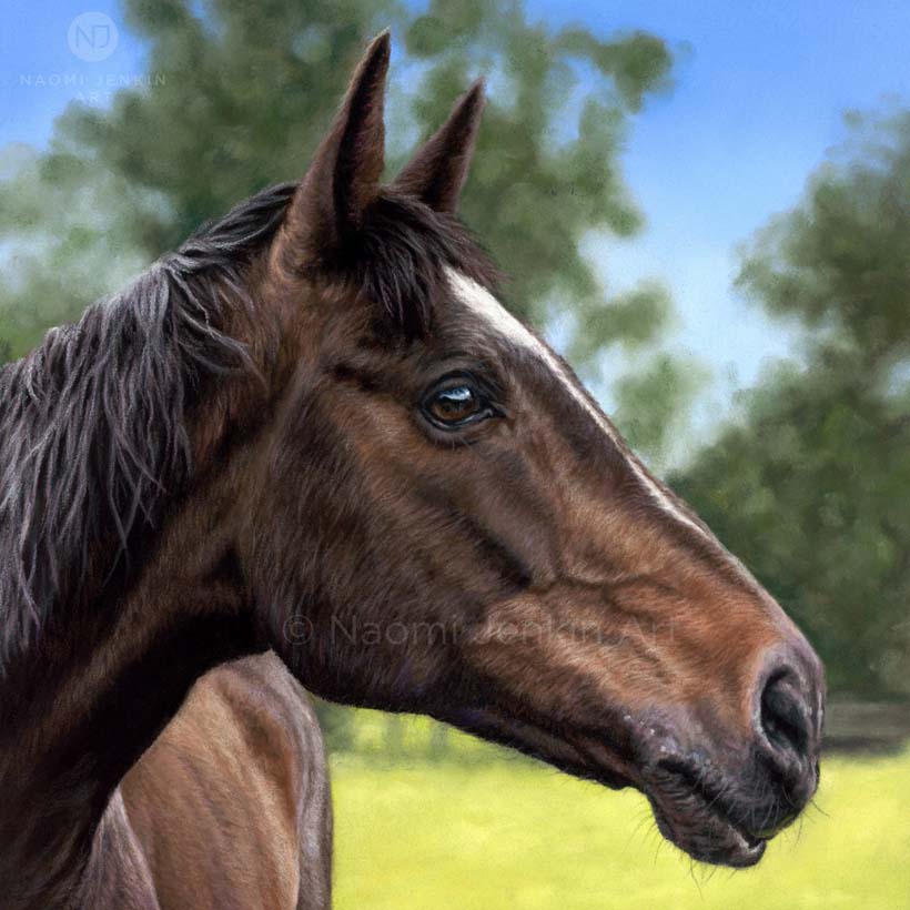 Horse portrait drawn in pastels by Naomi Jenkin Art