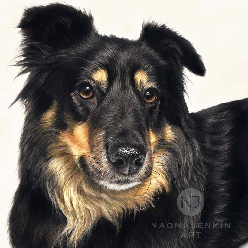 Collie dog portrait by Naomi Jenkin Art. 