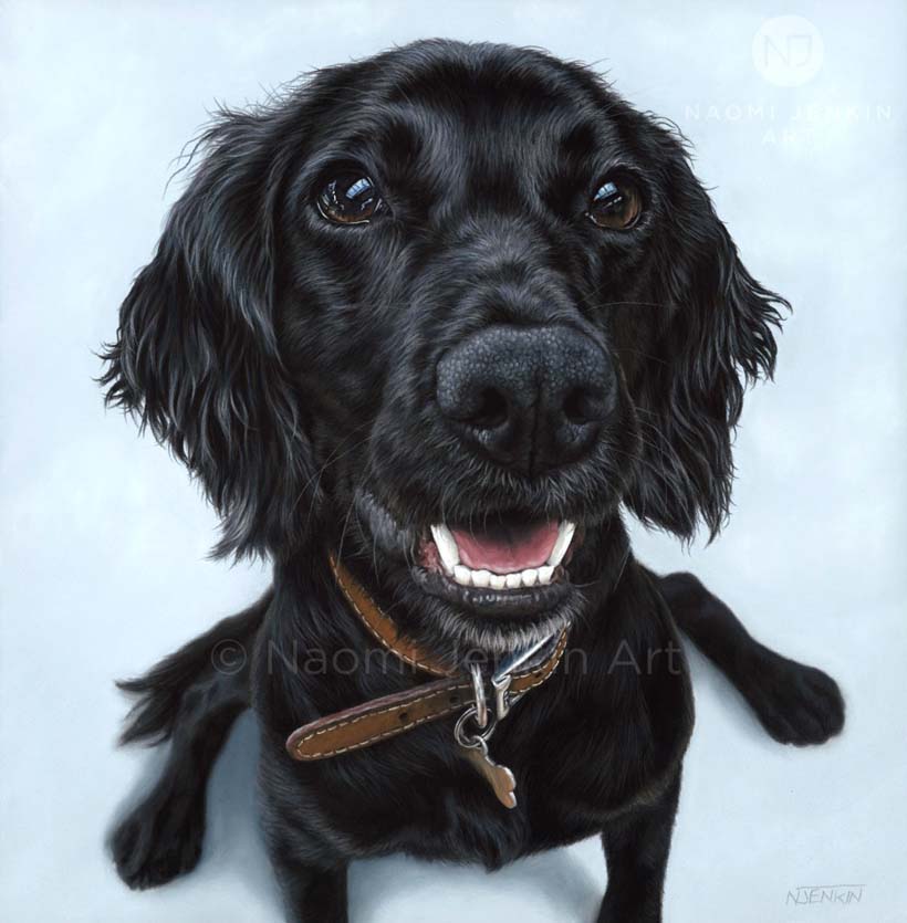 Dog portrait of a black working cocker spaniel by Naomi Jenkin Art. 